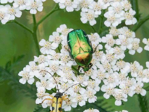 Bild: Picturegarden Rohner - Ein grün glänzender Rosenkäfer und ein Schmalbock treffen sich bei der Pollenmahlzeit auf einer Schafgarbe.