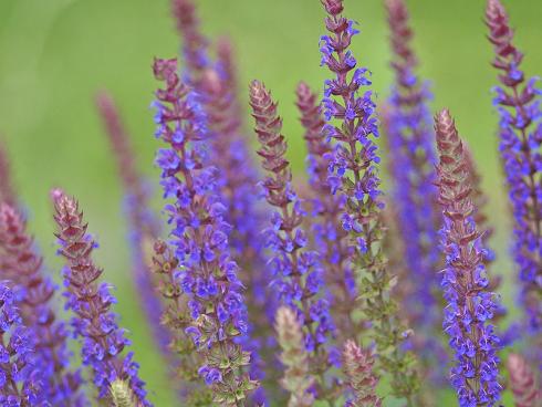 Bild Picturegarden Rohner: Bewährte, leuchtend blühende Sommerstaude: der Gartensalbei 'Ostfriesland'.