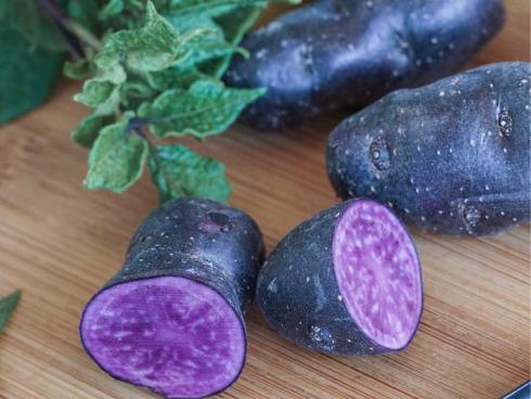 Bild Picturegarden Rohner: Das intensiv violette Fruchtfleisch von `Vitelotte Noire` -&nbsp;ein Segen für kreative Köche. 