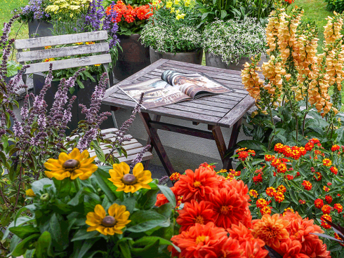 Bild: Picturegarden Rohner - Eine insektenfreundliche Terrasse ist im Handumdrehen eingerichtet . [im Vordergrund vlnr: Strauchbasilikum, Rudbeckie, Dahlie, Wandelröschen, Hybrid-Fingerhut]