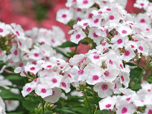 Bild Picturegarden Rohner: Hoher Sommerphlox zierte früher jeden Bauerngarten. Dank neuer, mehltautoleranter Sorten ist die Pflanze zurzeit wieder im Aufwind.