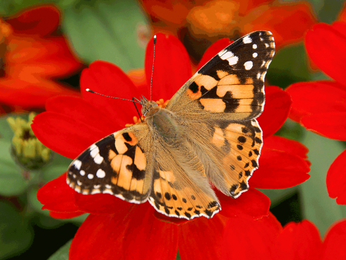 Bild: Picturegarden Rohner - Ein frisch geschlüpfter Distelfalter geniesst den Nektar einer schmalblättrigen Zinnie (Zinnia angustifolia).