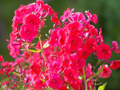 Bild Picturegarden Rohner: Mit faszinierender Leuchtkraft und das bei guter Mehltautoleranz: der kirschrote Sommerphlox 'Red Riding Hood'.