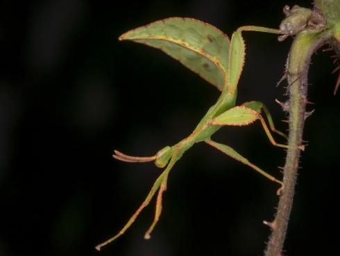 Wandelndes Blatt im Zoo Zürich. Copyright: Zoo Zürich, Edi Day