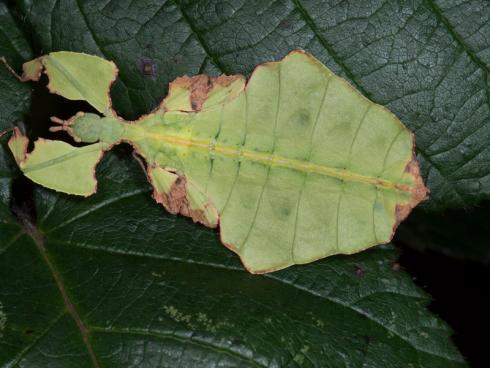 Wandelndes Blatt tarnt sich. Copyright: Zoo Zürich, Edi Day