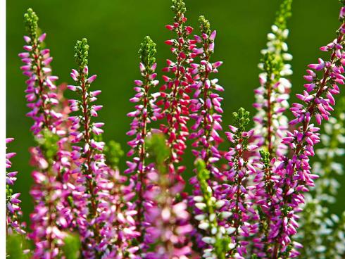 Knospenblüher wie die Calluna vulgaris halten besonders lange ihre Farbe, da sich die Knospen nicht öffnen.