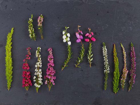 Artenvielfalt bei Heide: Buschige Baumheide, Erica arborea, (l.), Besenheide, Calluna vulgaris, (r.),  Glockenheide, Erica gracilis, (2.v.l. unten), Englische Heide, Erica darleyensis, (2.v.l. oben), Irische Glockenheide, Daboecia cantabricda, (2.v.r.).