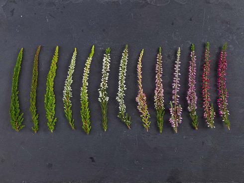 Allein schon die Besenheide zeigt ein munteres Farbspiel verschiedener Sorten bei Blatt und Blüte. Ein strahlendes Blütenweiß wirkt in der Pflanze mit gelblichen Blättern völlig anders als mit beispielsweise dunkelgrünem Laub.