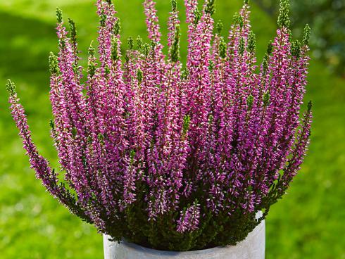 Calluna vulgaris sind ein Klassiker unter den Heidepflanzen: robust, farbintensiv und pflegeleicht. Es gibt über 200 Sorten.