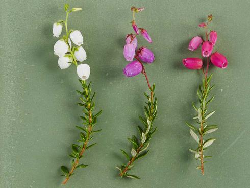 Die zarte Irische Glockenheide hat im August und September relativ große, dekorative Blüten.