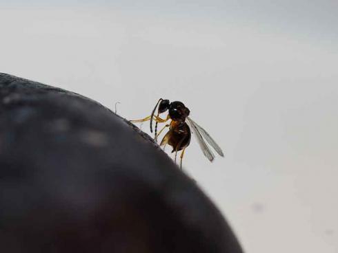 Ganaspis_brasiliensis_Blaubeere (Foto: Koïchi Beltrando, CABI)