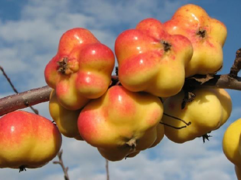 Bild: APISTAR Apfel / Malus domestica