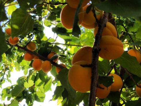 Bild garten.ch: Wer die Früchte der Arbeit geniessen will, setzt auf Obst im Garten ;-)