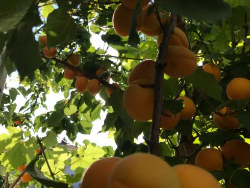 Bild garten.ch: Obst gehört ebenfalls zu den arbeitsintensiveren Kulturen.