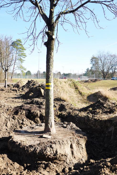 Bild baumbörse.ch: Verpflanzter Baum