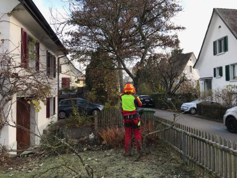 Bild garten.ch: Grobe Schneidarbeiten wie Bäume fällen gehören in die Hände von Profis mit der entsprechenden sicheren Ausrüstung.