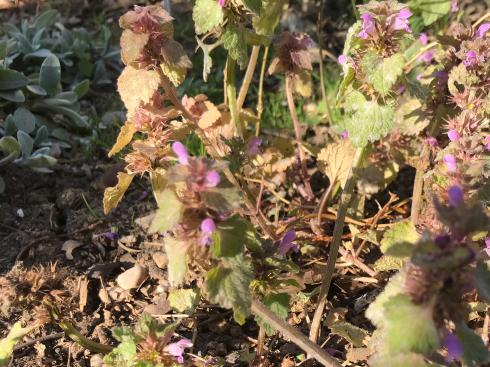 Bild garten.ch: Dieser Lippenblüter darf bleiben. Die Anaphalis sind durch ihn nicht beeinträchtigt.