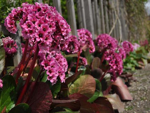 Bild GMH/G. Gieseler: Jedes Blütenbüschel ein kleines Sträußchen: 'David' (Bergenia Hybride) schmückt sich ab April mit leuchtend rosaroten Blüten - ein reizvoller Kontrast zu den vom Winter noch rot-grün verfärbten Blättern. 