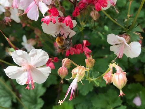 Bild garten.ch: Stauden als Insektenfutterpflanzen (Storchenschnabel und Eichblatt)