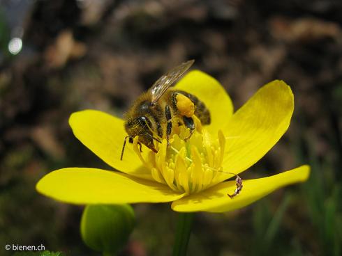 Bienen sind ein Gradmesser für die Biodiversität ©bienen.ch