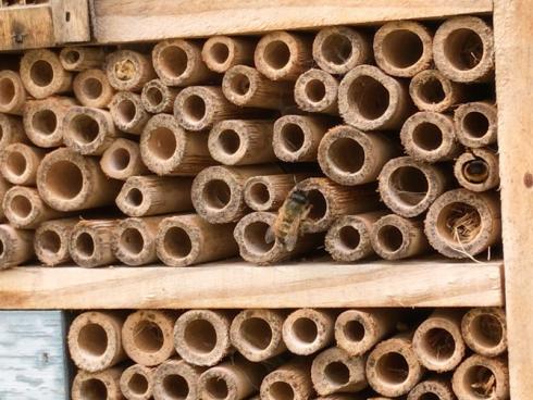 Bild garten.ch: Stimmt die Umgebung für die Insekten, Nahrungsangebot und Wasser, dann ist ein Bienenhotel rasch besiedelt. Für Kinder und Erwachsene ist es unterhaltsam dem emsigen Treiben zu zusehen und zu beobachten in welche Nistplätze die Insekten verschwinden und von wo sie wieder auftauchen.