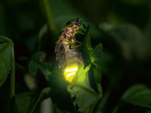 Auf Partnersuche: Leuchtendes Glühwürmchen-Weibchen (Grosser Leuchtkäfer, Lampyris noctiluca) © Biosphoto / Stephane Vitzthum