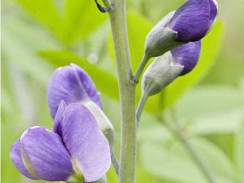 Bläuling: Weshalb die Indigolupine (Baptisia) zu den Schmetterlingsblütlern gehört, ist auf diesem Bild gut zu erkennen. Dennoch ist sie ganz und gar nicht flatterhaft, sondern ausgesprochen langlebig und pflegeleicht. (Bildnachweis: GMH/Christiane Bach)