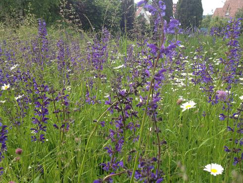 Bild garten.ch: Blumenwiese mit Salbei und Margeriten