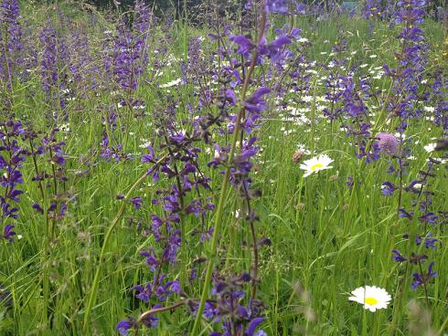 Bild garten.ch: Mit dem Smartphone lässt sich die Natur und der Garten bestens dokumentieren und die Ergebnisse via Social-Media verteilen.