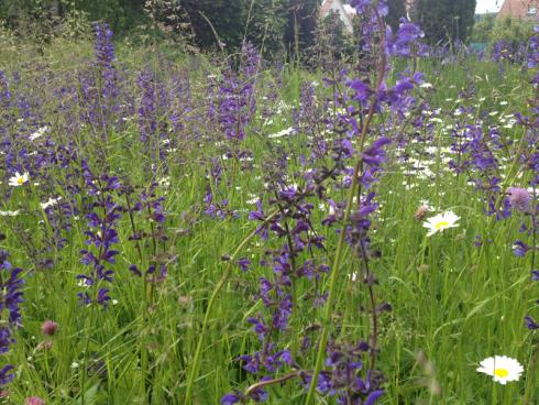 Bild garten.ch: Extensiv bewirtschaftete Blumenwiesen sind anspruchslos im Unterhalt und leisten einen grossen Beitrag zur Biodiversität. 