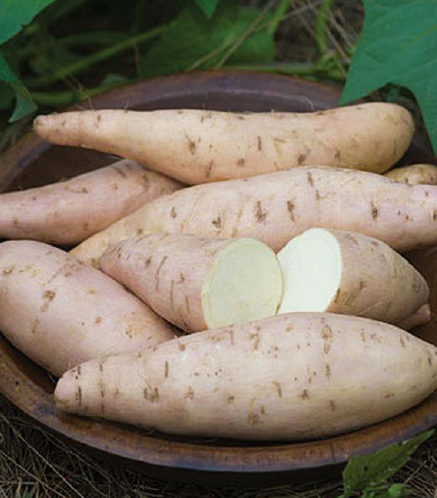 Bild: Bonita - Süsskartoffel / Ipomoea batatas