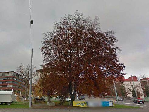 Bild Google Streetview: Blutbuche, die den Bauarbeiten der Limmatal weichen muss.