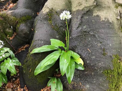 Bild garten.ch: Oft ist ein Teil der Wurzeln der Flachwurzler an der Oberfläche sichtbar.