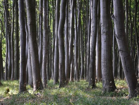 Bild garten.ch: Die Buche gehört zu den Bäumen, die bei Trockenheit unter Druck kommen. Als Flachwurzler sind sie auf regelmässige Niederschläge angewiesen.