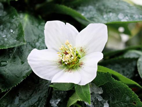 Abbildung 1: Die pflegeleichte Christrose blüht auch bei Eis und Schnee im kahlen Garten. Als Nieswurzgewächs gedeiht sie im Halbschatten im Freiluftbeet in kalkhaltigen Lehmböden am besten. 