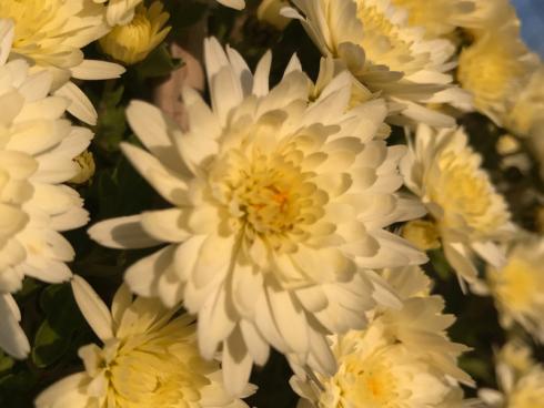 Bild garten.ch: An geschützten Lagen unter Vordächern übersteht die Chrysantheme auch leichte Frostnächte.