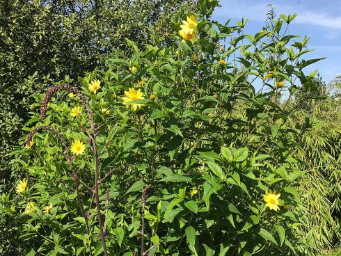 Bild garten.ch: Helianthus giganteus