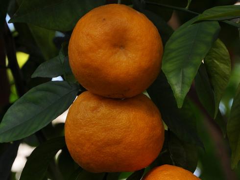 Bild garten.ch: Citruspflanzen eignen sich für nichtbeheizte Wintergärten bei Temperaturen um 8 Grad.