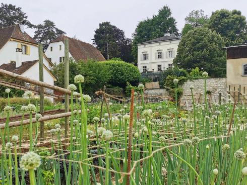 Am Stadtrand von Basel, mitten in den Merian Gärten, ist der Hauptsitz von ProSpecieRara – umgeben von einem Bauerngarten, einer Beeren- und Obstsammlung und verschiedenen ProSpecieRara-Tieren. (Foto Nicole Egloff, ProSpecieRara)