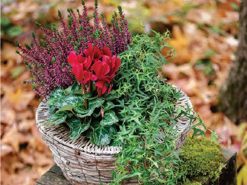 Bild Picturegarden Rohner:  Herbstarrangement mit Knospenblüher-Heide (Calluna), einer Zyklame und dem Pfeilblättrigem  Efeu (Hedera helix 'Sagittifolia') 