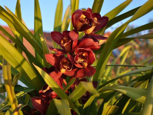 Bild garten.ch: Cymbidium Orchideen lassen sich gut im freien kultivieren. Allerdings sollten sie keine Mittagssonne haben.