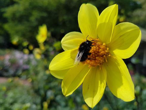 Bild BGL: Auch spätblühende Zwiebelblumen wie Dahlien werden gerne angeflogen. Wichtig ist, dass im Garten auch einfach blühende Sorten wachsen, denn nur diese produzieren Pollen und Nektar.