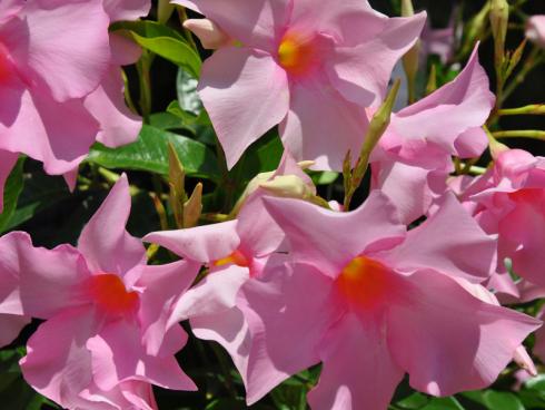 Bild garten.ch: Dipladenia gibt es in vielen Farben und Wuchsgrössen. Sie zeichnen sich aus durch eine sehr lange Blühdauer. Die Pflanze kann in einem hellen kühlen Raum überwintert werden.