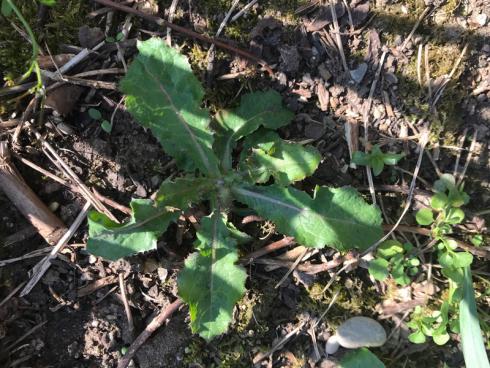 Bild garten.ch: Diese kleine Distel lässt sich von Hand ohne Werkzeug entfernen. Später geht es nicht mehr ohne Handspaten oder Hacke.