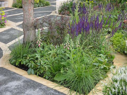 Foto: BGL. - Salbei ist ein beliebter Partner in Staudenbeeten und verschönert mit seiner Blüte von Juni bis September den Garten.