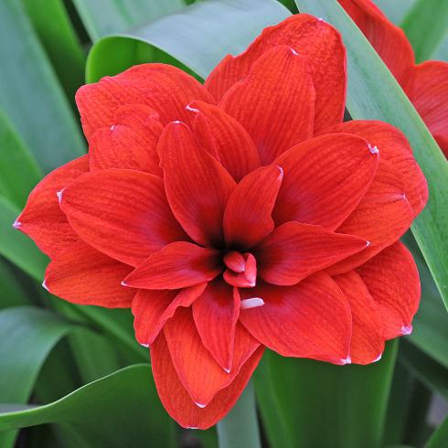 Foto: fluwel.de. - Amaryllis mit gefüllter Blüte - wie die 'Amaranthia' - verzaubern nicht nur mit sechs, sondern mit mindestens doppelt so vielen Blütenblättern.