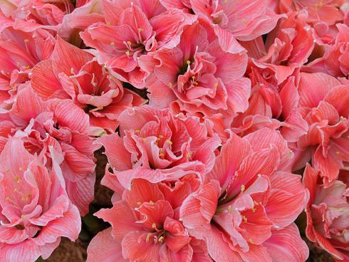 Foto: fluwel.de. - Die Amaryllis 'Sweet Nymph' versprüht mit einer Vielfalt an pinkfarbenen Schattierungen mädchenhaften Charme.