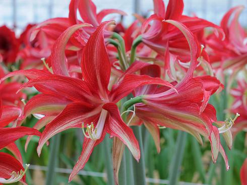 Foto: fluwel.de. - Etwas eigenwilliger kommen Amaryllis mit dünnen, spitzzulaufenden Blütenblättern daher - sie erinnern entfernt an Seesterne. Die 'Quito' beispielsweise wölbt ihre leicht ovalen Blätter elegant nach außen.