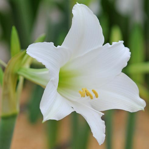 Foto: fluwel.de. - Natürlich romantisch wirken Rittersterne mit trompetenförmigen Blüten, die sie ihren wilden Vorfahrinnen verdanken. So stammt die Amaryllis 'Amputo' höchstwahrscheinlich von der Hippeastrum parodii ab, die in Bolivien und im nördlichen Argentinien beheimatet ist.