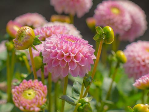 Foto: fluwel.de. - Mit einer Wuchshöhe von 50 Zentimetern ist die 'Jewel Pink' eine der kleinsten Dahlien und eignet sich hervorragend für Balkone mit wenig Platz.